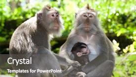  Presentation with monkey - Slides enhanced with monkey family - long tailed macaques - father mother and child background and a gray colored foreground