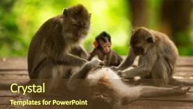  Presentation with monkey - Theme with catching baby - monkey family at sacred monkey background and a tawny brown colored foreground