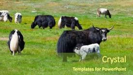  Presentation with siberia - Colorful slides enhanced with grazed in mountains russia siberia backdrop and a tawny brown colored foreground