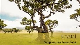  Presentation with ancient - Colorful slide deck enhanced with traveller-woman-one-an-ancient backdrop and a gold colored foreground