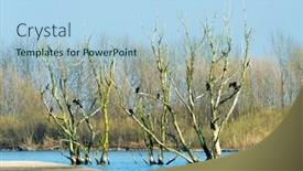  Presentation with dutch - PPT theme consisting of treas-full-of-great-cormorants background and a light blue colored foreground