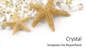  Presentation with shells - Slides featuring treasure islands - beach objects shells isolated background and a white colored foreground