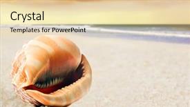  Presentation with sea shell - Cool new slide deck with treasure islands - beautiful perfectly shaped sea shell backdrop and a lemonade colored foreground