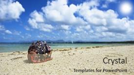  Presentation with sea shell - Cool new slide deck with treasure islands - sea shell on a tropical backdrop and a soft green colored foreground