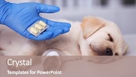  Presentation with paw - Theme consisting of treatment at the veterinary background and a coral colored foreground