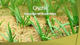  Presentation with aloe vera - PPT layouts featuring treatment plant - aloe vera field background and a tawny brown colored foreground