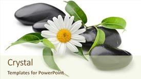  Presentation with zen stones - PPT layouts having treatment plant - zen basalt stones and daisy background and a soft green colored foreground