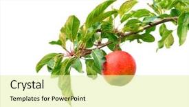  Presentation with branch - PPT theme enhanced with tree - apple on branch background and a blonde colored foreground