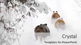  Presentation with snow tree - PPT layouts with struggling tree - dogs running in snow background and a  colored foreground