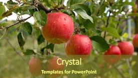  Presentation with tree farm - Amazing slides having tree - fresh apple farm garden backdrop and a tawny brown colored foreground