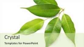  Presentation with tea leaves - Colorful slide deck enhanced with tree - green tea leaves isolated backdrop and a soft green colored foreground