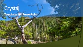  Presentation with old dry tree - Colorful theme enhanced with tree against mountain with evergreen backdrop and a teal colored foreground
