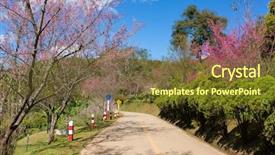  Presentation with sakura - Theme with tree along the beautiful road background and a tawny brown colored foreground