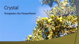  Presentation with nuts - PPT layouts enhanced with tree argania spinosa morocco africa background and a light blue colored foreground
