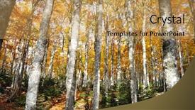  Presentation with blue and yellow green - Beautiful slides featuring tree autumn yellow and green backdrop and a yellow colored foreground