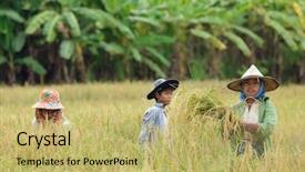  Presentation with thailand - Slides having tree banana - burmese farmers harvesting rice background and a yellow colored foreground