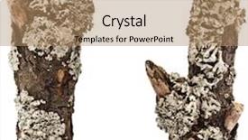  Presentation with frame border - Amazing slide set having tree bark - border frame of dry wood backdrop and a coral colored foreground