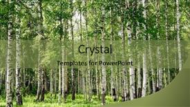  Presentation with forest - Presentation theme enhanced with tree bark - summer birch forest landscape view background and a seafoam green colored foreground