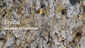  Presentation with rough - Theme featuring tree bark filled with woodpecker background and a gray colored foreground