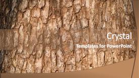  Presentation with wood texture - Slide set featuring tree bark texture nature wood background and a coral colored foreground