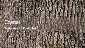  Presentation with wood texture - Audience pleasing slide deck consisting of tree bark texture backdrop and a gray colored foreground