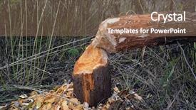 Presentation with tree - Slides having tree bitten by beavers near background and a violet colored foreground