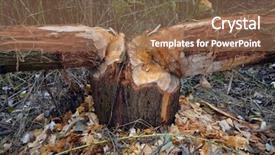  Presentation with srping tree - PPT layouts featuring tree bitten by beavers near background and a tawny brown colored foreground