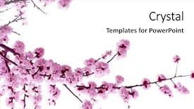  Presentation with pink and white roses - Presentation theme consisting of tree blooming - branch with pink blossoms isolated background and a white colored foreground