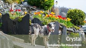  Presentation with tulip - Amazing slide deck having tree blooming - dog near beautiful tulip garden backdrop and a  colored foreground