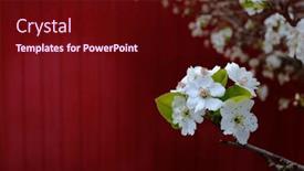  Presentation with spring tree - PPT theme with tree-blossom-flowering-in-spring background and a wine colored foreground