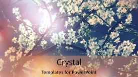  Presentation with cherry blossom - PPT layouts having tree branch - flowers of the cherry blossom background and a coral colored foreground