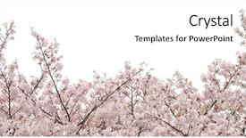  Presentation with cherry blossom - Audience pleasing PPT theme consisting of tree branch - isolated cherry blossom somei yoshino backdrop and a white colored foreground