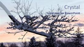  Presentation with blizzard - PPT theme having tree-branch-covered-with-snow background and a sky blue colored foreground