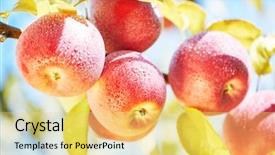  Presentation with red apple tree - Presentation design consisting of tree branch in farm orchard background and a yellow colored foreground