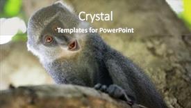  Presentation with olive tree branch ripe - Presentation featuring tree branch in green forest background and a violet colored foreground