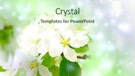  Presentation with green tree - PPT layouts with tree branch with cherry flowers background and a soft green colored foreground