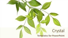  Presentation with green tree - Colorful slide set enhanced with tree branch with green leaves backdrop and a cream colored foreground