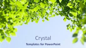  Presentation with sunny sky - PPT theme with tree-branch-with-leaves background and a sky blue colored foreground