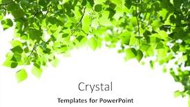  Presentation with sunlight - PPT theme enhanced with tree-branch-with-leaves background and a white colored foreground