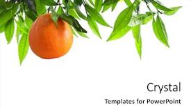  Presentation with fruit tree - Slide set with tree branch with one fruit background and a white colored foreground