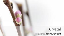  Presentation with bloom - Colorful PPT layouts enhanced with tree-branch-with-pups-ready backdrop and a white colored foreground