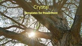  Presentation with crown - Slide deck with tree-branches-and-sun-shine background and a tawny brown colored foreground