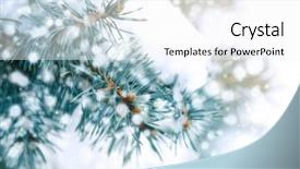  Presentation with snow tree cicular - Slide set consisting of tree branches closeup snow effect background and a white colored foreground