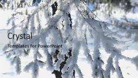  Presentation with snow tree - Presentation theme with tree branches covered with snow background and a light blue colored foreground