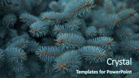  Presentation with olive tree branch ripe - Theme featuring tree branches for a christmas background and a ocean colored foreground