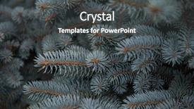  Presentation with olive tree branch ripe - Cool new presentation theme with tree branches for a christmas backdrop and a dark gray colored foreground