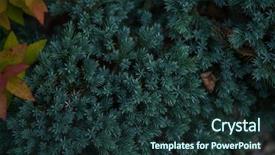  Presentation with olive tree branch ripe - Cool new theme with tree branches for a christmas backdrop and a tawny brown colored foreground