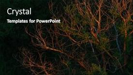  Presentation with illuminated - Presentation theme featuring tree-branches-illuminated-at-twilight background and a black colored foreground