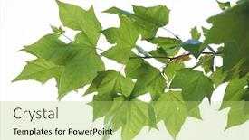  Presentation with spring tree - Audience pleasing PPT layouts consisting of tree-branches-with-blue-sky backdrop and a yellow colored foreground