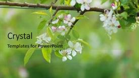  Presentation with white birch tree - Presentation theme enhanced with tree brunch with white flower background and a yellow colored foreground